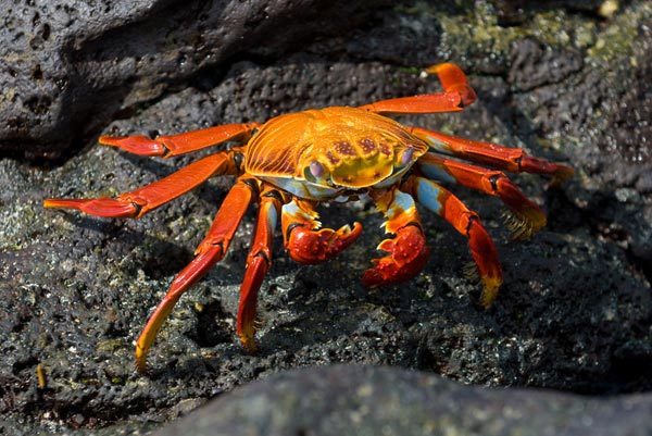 Adventure Cruise of the Galápagos Islands