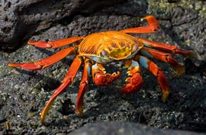 Adventure Cruise of the Galápagos Islands