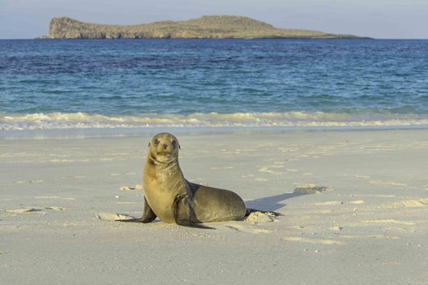 Adventure Cruise of the Galápagos Islands