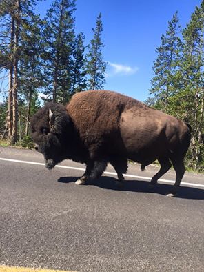 travel in usa - national parks in Wyoming