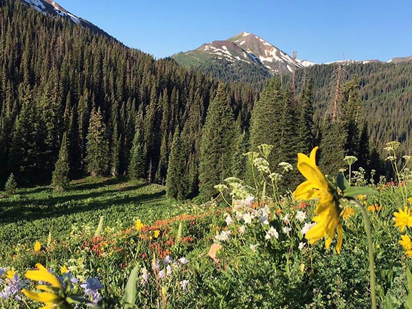 Maroon Bells wildflowers