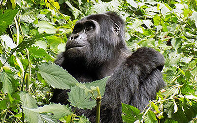 Gorilla Trekking in Uganda