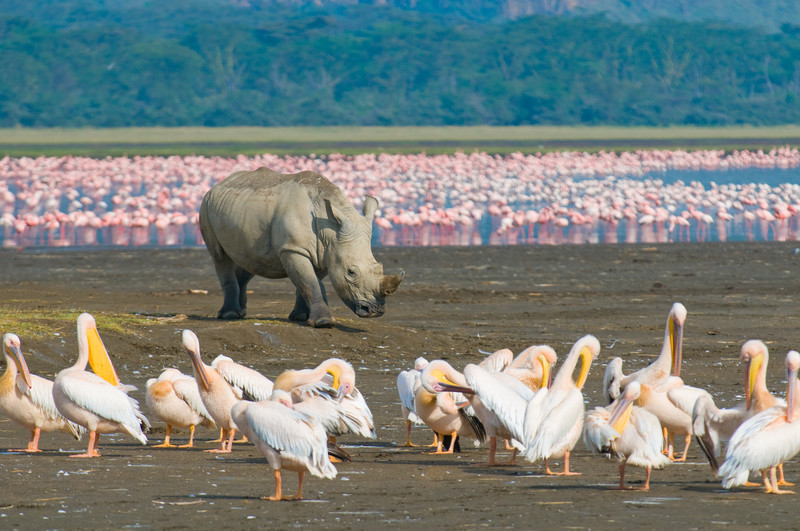 Kenya is host to over 1000 different varieties of birds, making it a birder watchers paradise.  I was in awe!