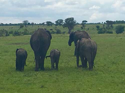 Tanzania Safari 