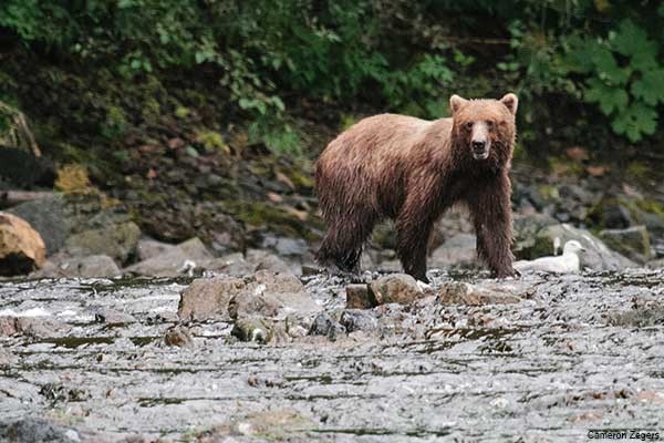 Experience wildlife on an Alaska Cruise