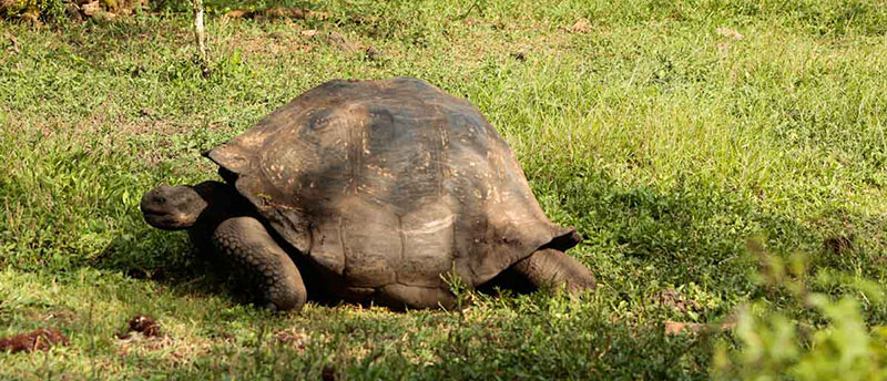 Tour the Charles Darwin Research Station where you will witness the Tortoise conservation program