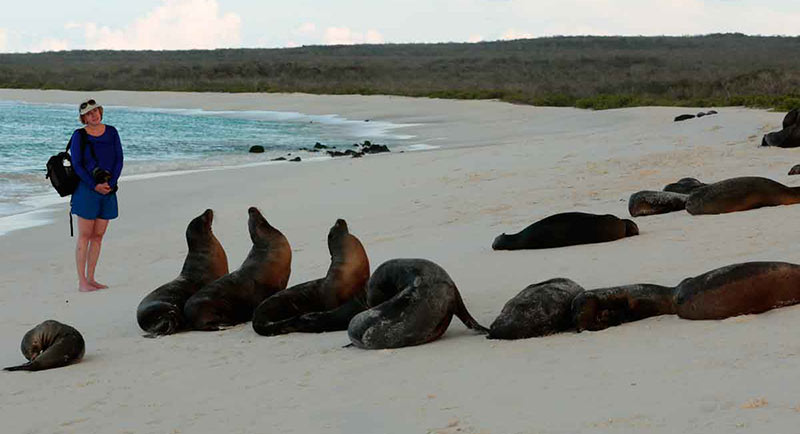 Isla Rabida’s unusual red beach is a favorite sunbathing spot for sea lions and marine iguanas.