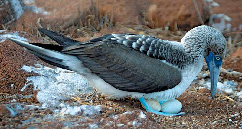 See blue-footed boobies on your Galapagos Island Cruise