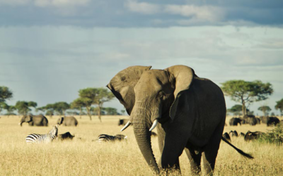 Best African Safaris