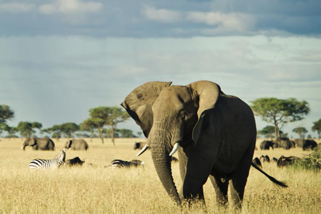 Best African Safaris