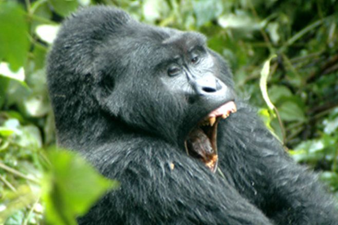 Africa Safaris: 12-day Big Game and Gorilla Safari through Kenya and Uganda