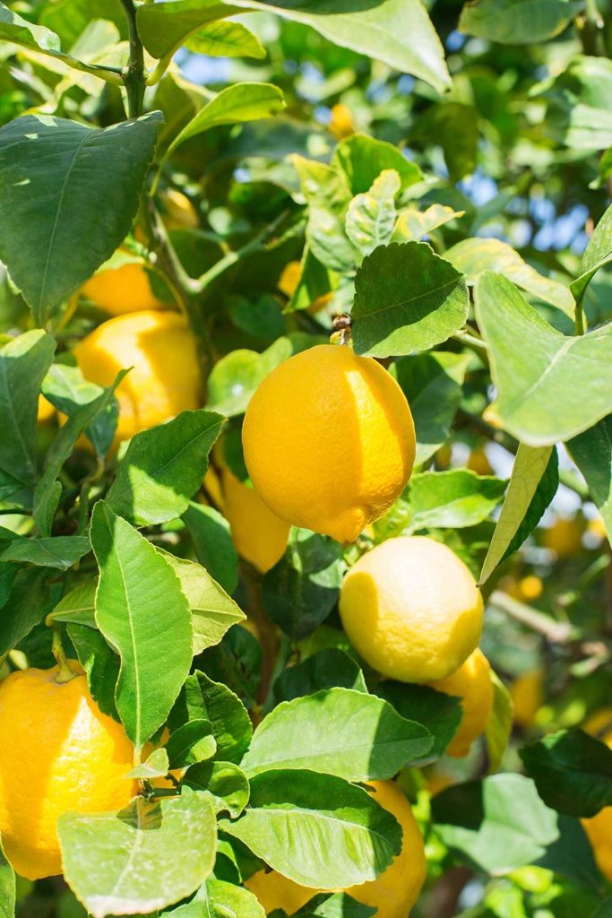 Amalfi Lemon Tree Orchard Tours